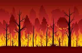 FUOCO BOSCO
